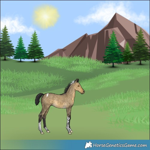 Horse Color:Buckskin Dun Tobiano Rabicano Brindle