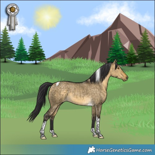Horse Color:Buckskin Dun Tobiano Rabicano Brindle 