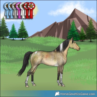 Horse Color:Buckskin Dun Tobiano Rabicano Brindle 