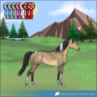 Horse Color:Buckskin Dun Tobiano Rabicano Brindle 