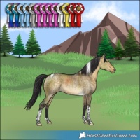 Horse Color:Buckskin Dun Tobiano Rabicano Brindle 