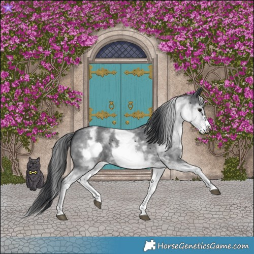 Horse Color:White Spotted Black Sabino Frame 