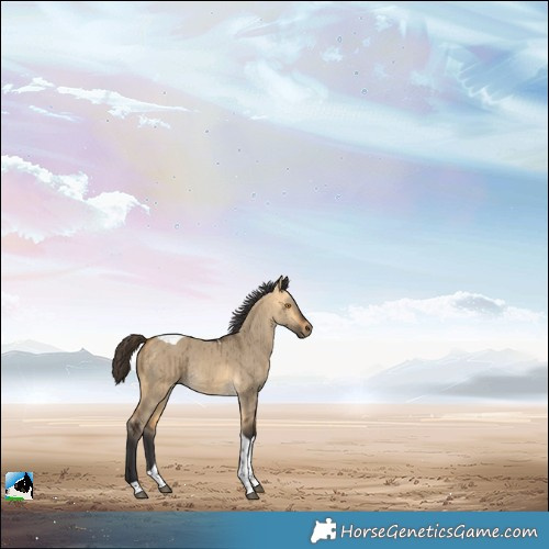 Horse Color:Buckskin Dun Tobiano Rabicano Brindle 