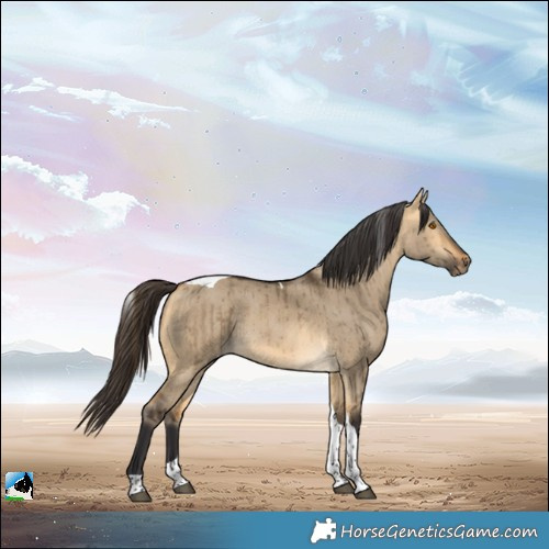 Horse Color:Buckskin Dun Tobiano Rabicano Brindle