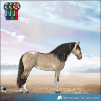 Horse Color:Buckskin Dun Tobiano Rabicano Brindle