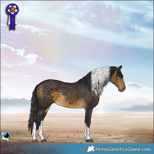 Horse Color:Buckskin Tobiano Rabicano 