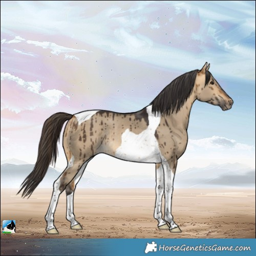 Horse Color:Buckskin Dun Tobiano Rabicano Brindle 