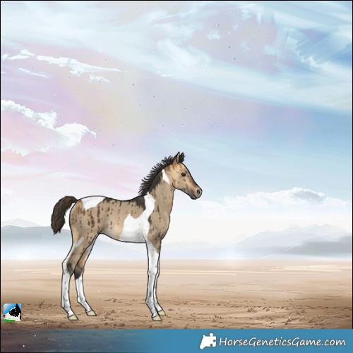 Horse Color:Buckskin Dun Tobiano Rabicano Brindle 