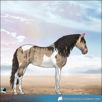 Horse Color:Buckskin Dun Tobiano Rabicano Brindle