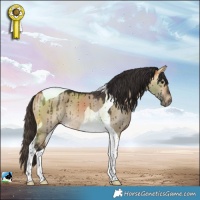 Horse Color:Buckskin Dun Tobiano Rabicano Brindle 