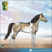 Horse Color:Buckskin Dun Tobiano Rabicano Brindle