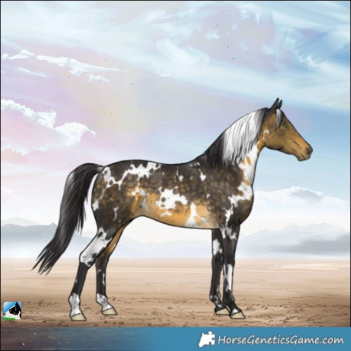 Horse Color:White Spotted Buckskin Rabicano
