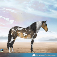 Horse Color:White Spotted Buckskin Rabicano