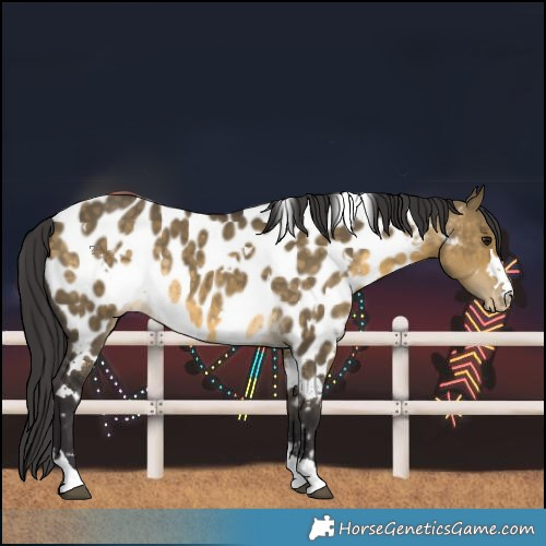 Horse Color:White Spotted Buckskin Dun Near Leopard Rabicano 