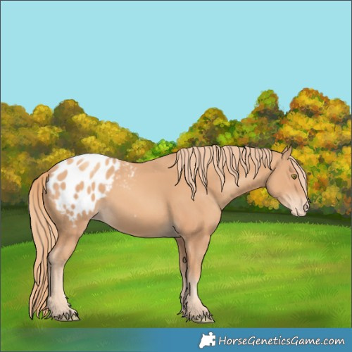 Horse Color:Gold Champagne Appaloosa 