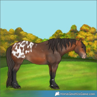 Horse Color:Bay Blanket Rabicano