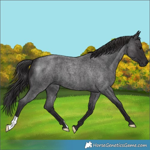 Horse Color:Smoky Blue Roan 