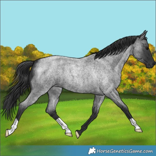 Horse Color:Blue Roan 