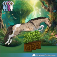 Horse Color:Buckskin Dun Tobiano Rabicano Brindle 