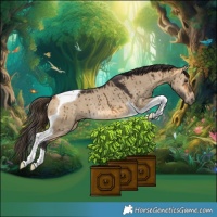 Horse Color:Buckskin Dun Tobiano Rabicano Brindle 