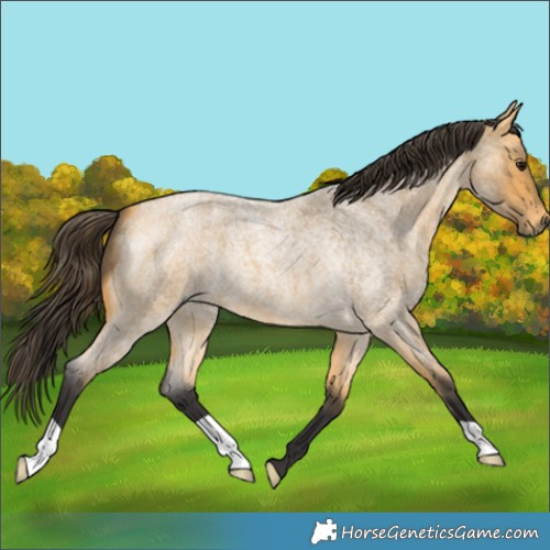 Horse Color:Buckskin Roan 