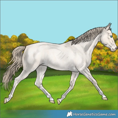 Horse Color:Perlino Roan 
