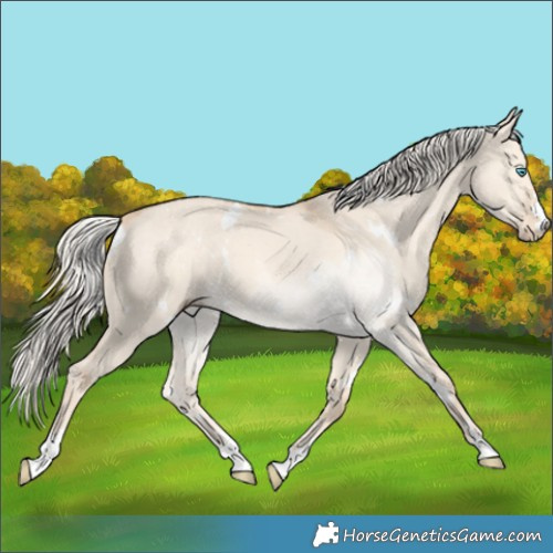 Horse Color:White Spotted Cremello Dun 