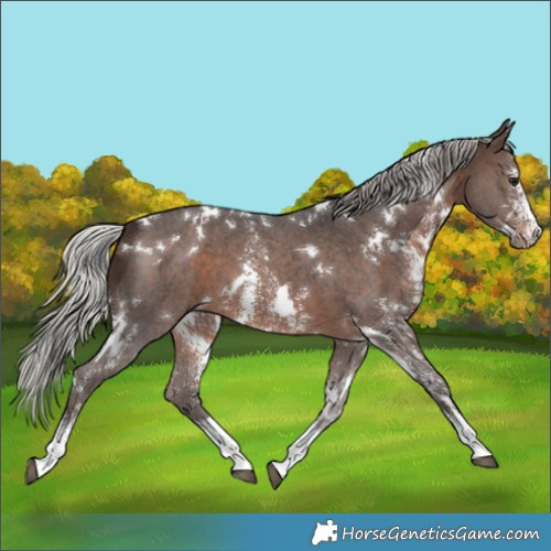 Horse Color:White Spotted Silver Brown Sabino 