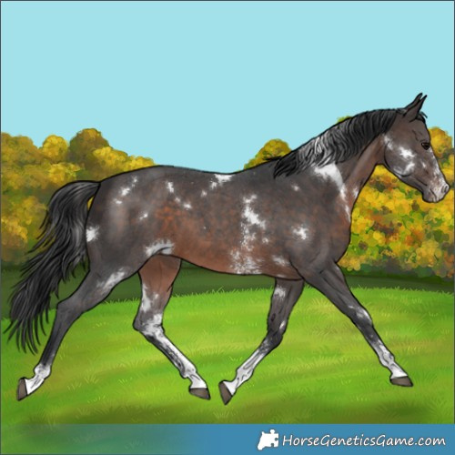 Horse Color:White Spotted Brown Sabino 
