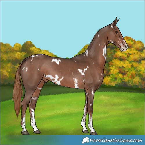 Horse Color:White Spotted Liver Chestnut Sabino 