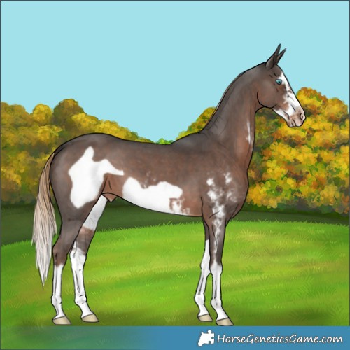 Horse Color:Liver Chestnut Sabino Splash Frame Appaloosa 