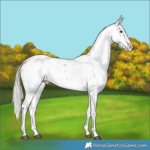 Horse Color:Chocolate Palomino Sabino Splash Appaloosa 