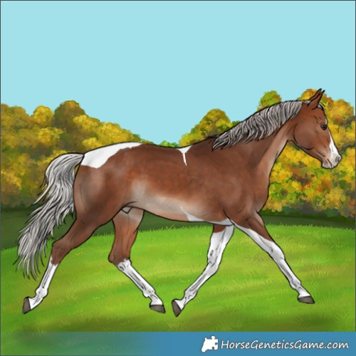 Horse Color:Silver Bay Splash Tobiano 