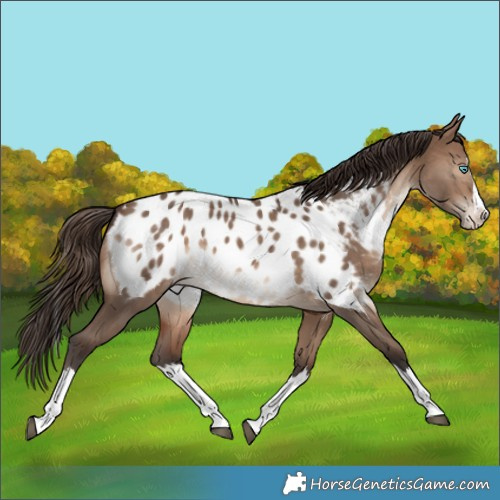 Horse Color:Brown Dun Sabino Splash Appaloosa 