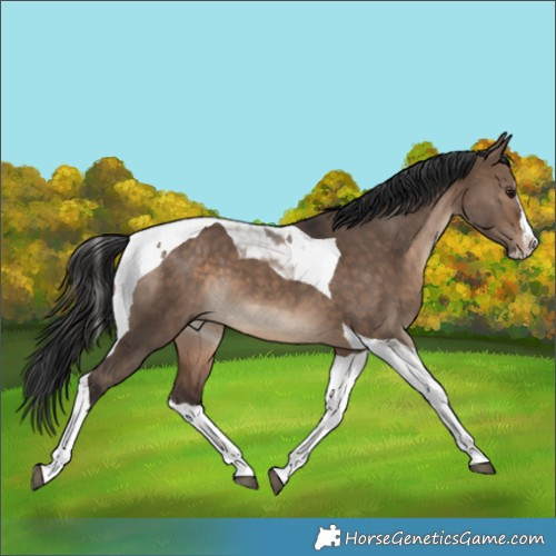 Horse Color:Brown Dun Splash Tobiano 
