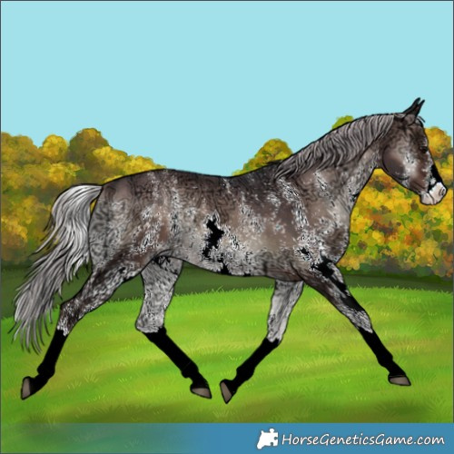 Horse Color:Silver Brown Ice Onyx Sabino Splash 