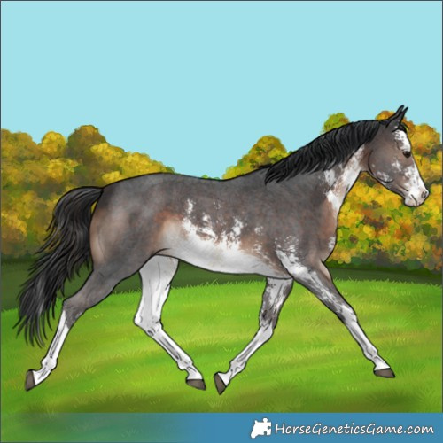 Horse Color:White Spotted Brown Sabino Splash 