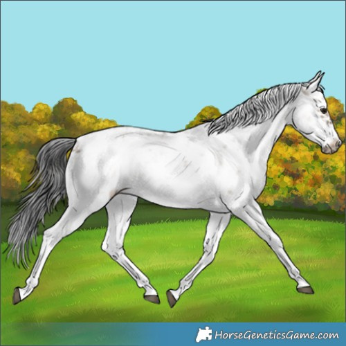 Horse Color:Brown Dun Sabino Splash Frame 