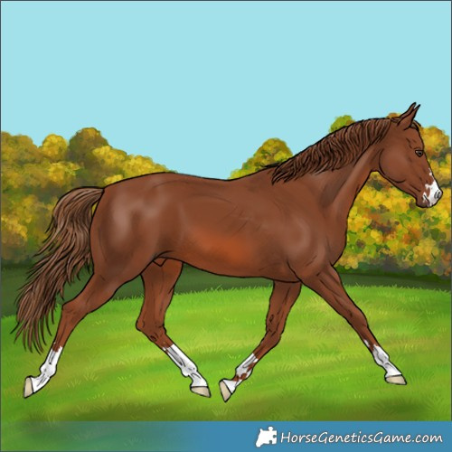 Horse Color:Chestnut 