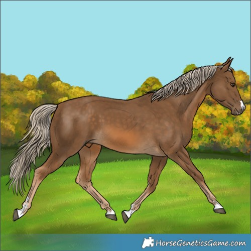 Horse Color:Chocolate Palomino 