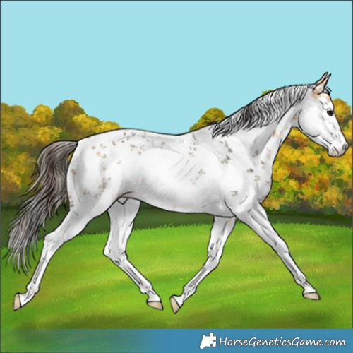 Horse Color:White Spotted Buckskin Sabino 