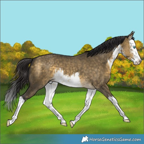 Horse Color:White Spotted Buckskin Dun Splash 