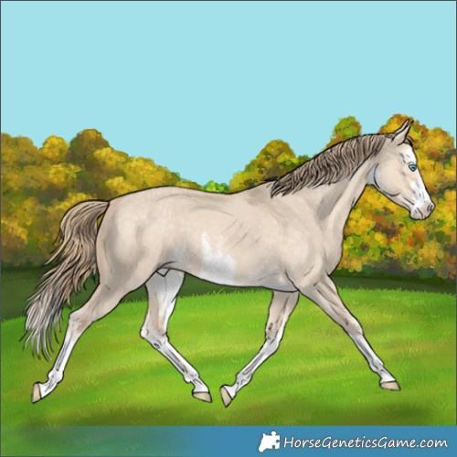 Horse Color:White Spotted Perlino Dun Splash 