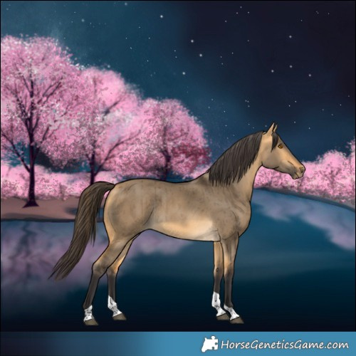 Horse Color:Buckskin Dun Tobiano Rabicano Brindle