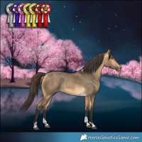 Horse Color:Buckskin Dun Tobiano Rabicano Brindle