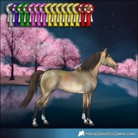 Horse Color:Buckskin Dun Tobiano Rabicano Brindle