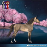 Horse Color:Buckskin Dun Tobiano Rabicano Brindle 