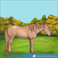 Horse Color:Gold Champagne Rabicano