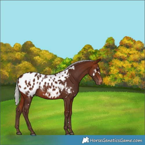 Horse Color:White Spotted Silver Bay Appaloosa 