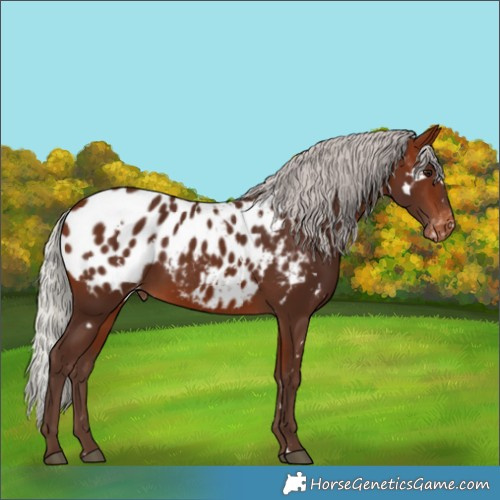 Horse Color:White Spotted Silver Bay Blanket